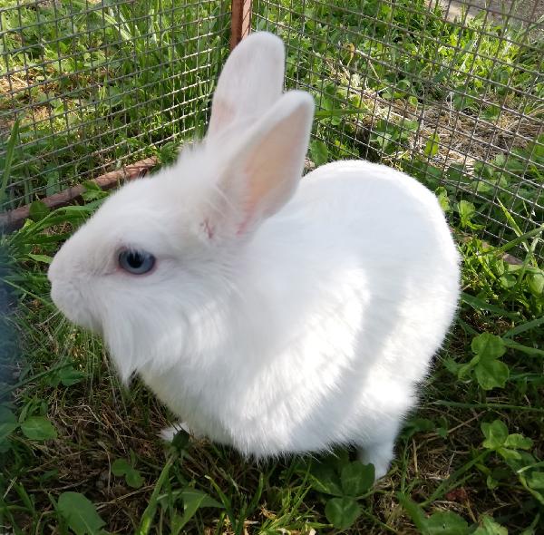 Camilla, Splendida Coniglietta Bianca